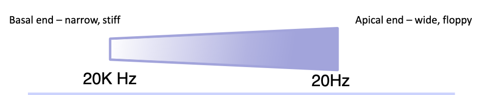 <p>basal end</p>