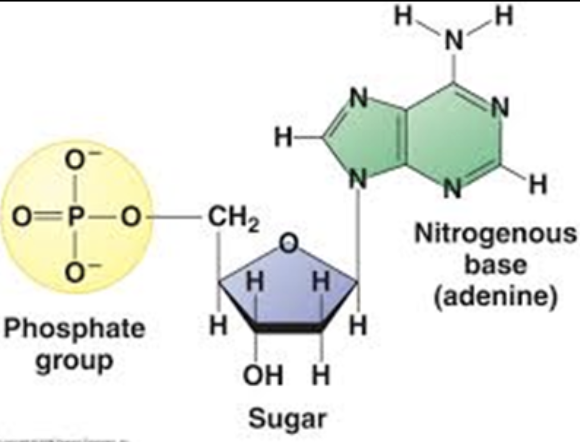 <p>Nucleotide</p>