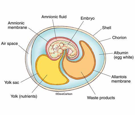 <p>Amniotic egg</p>