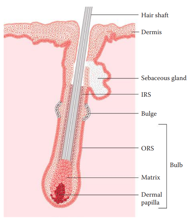 Structure of an anagen-phase hair follicle.
