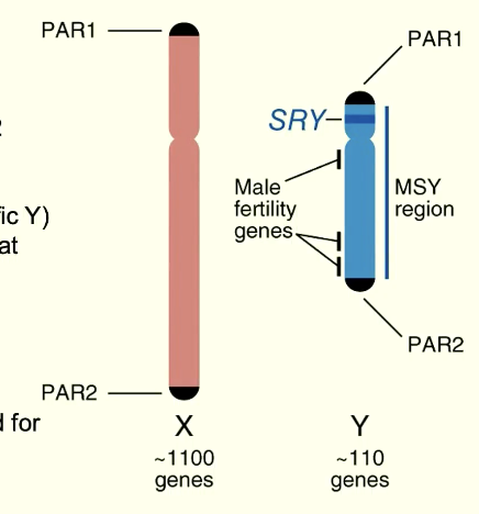 <p>X and Y share about 30 genes (PAR 1 and PAR 2 regions)</p>