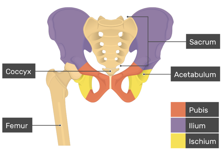 <p>2</p><p>ischial tuberosity</p><p>ischial spine</p>