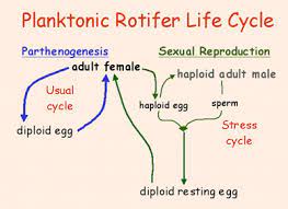 - Asexual reproduction for unusual groups of rotifers where only females are found
- Adult female releases diploid egg (amictic egg) through mitosis and then hatches into diploid female
- Don’t have to waste time finding a mate
- Other planktonic rotifers can swap btw parthenogenesis when conditions are favorable or sexual reproduction in response to an environmental trigger an adult female will produce haploid eggs called mictic eggs through meiosis that if don't get fertilized within certain time, become haploid adult male that produces sperm that then fertilize other haploid eggs
- When fertilized, diploid resting egg sometimes called winter egg because generated when environment isn't favorable that will hatch out in the next season as an adult female 