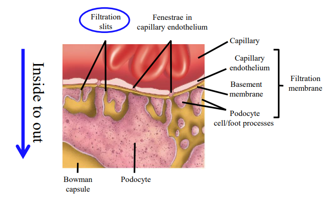 <ul><li><p>Capillary membrane. </p></li><li><p>Basement membrane. </p></li><li><p>Podocyte.</p></li></ul><p></p>