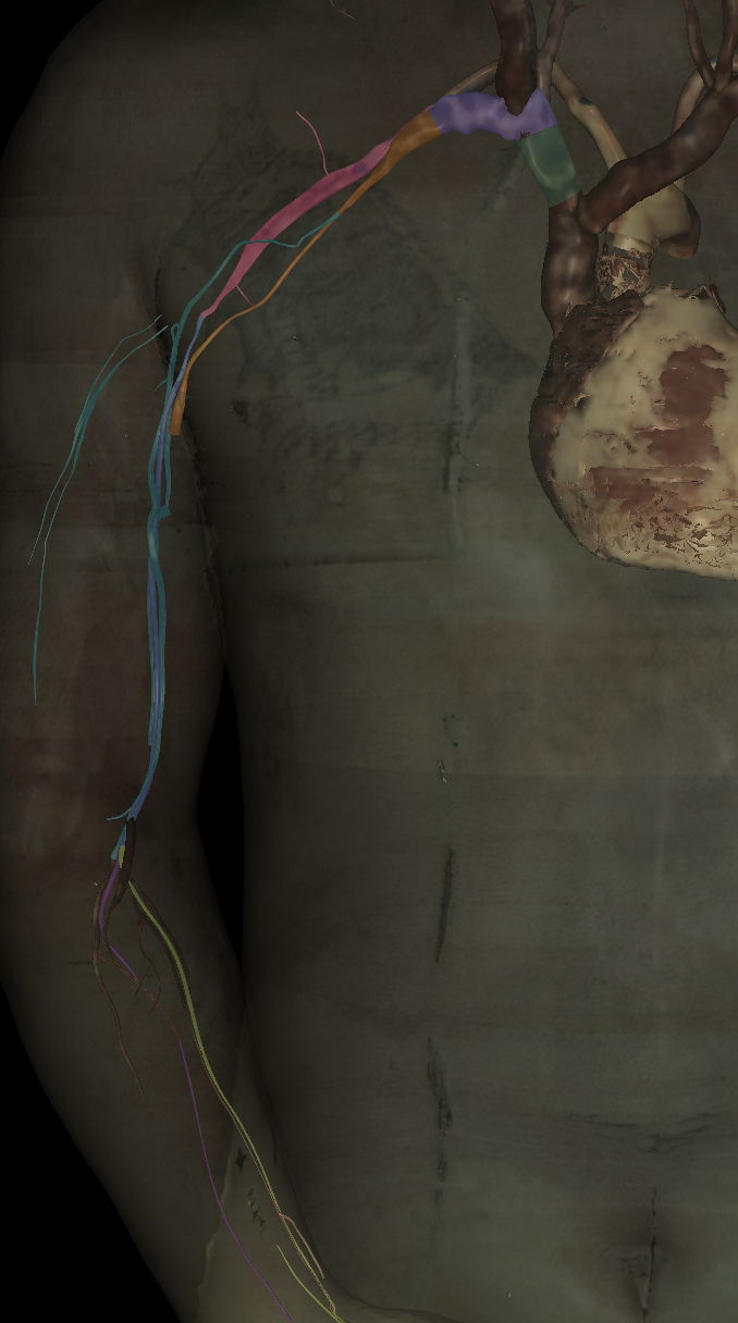 <p>Name the structure highlighted (dark green)</p>