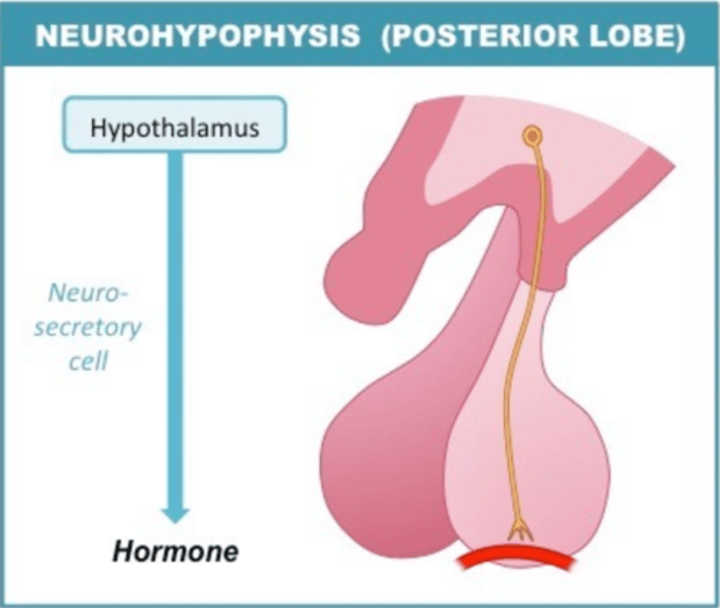 <p>posterior pituitary; neurohypophysis</p>
