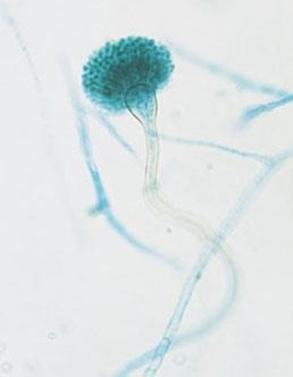 <p>Asexual spores where spores are produced and freely released</p>