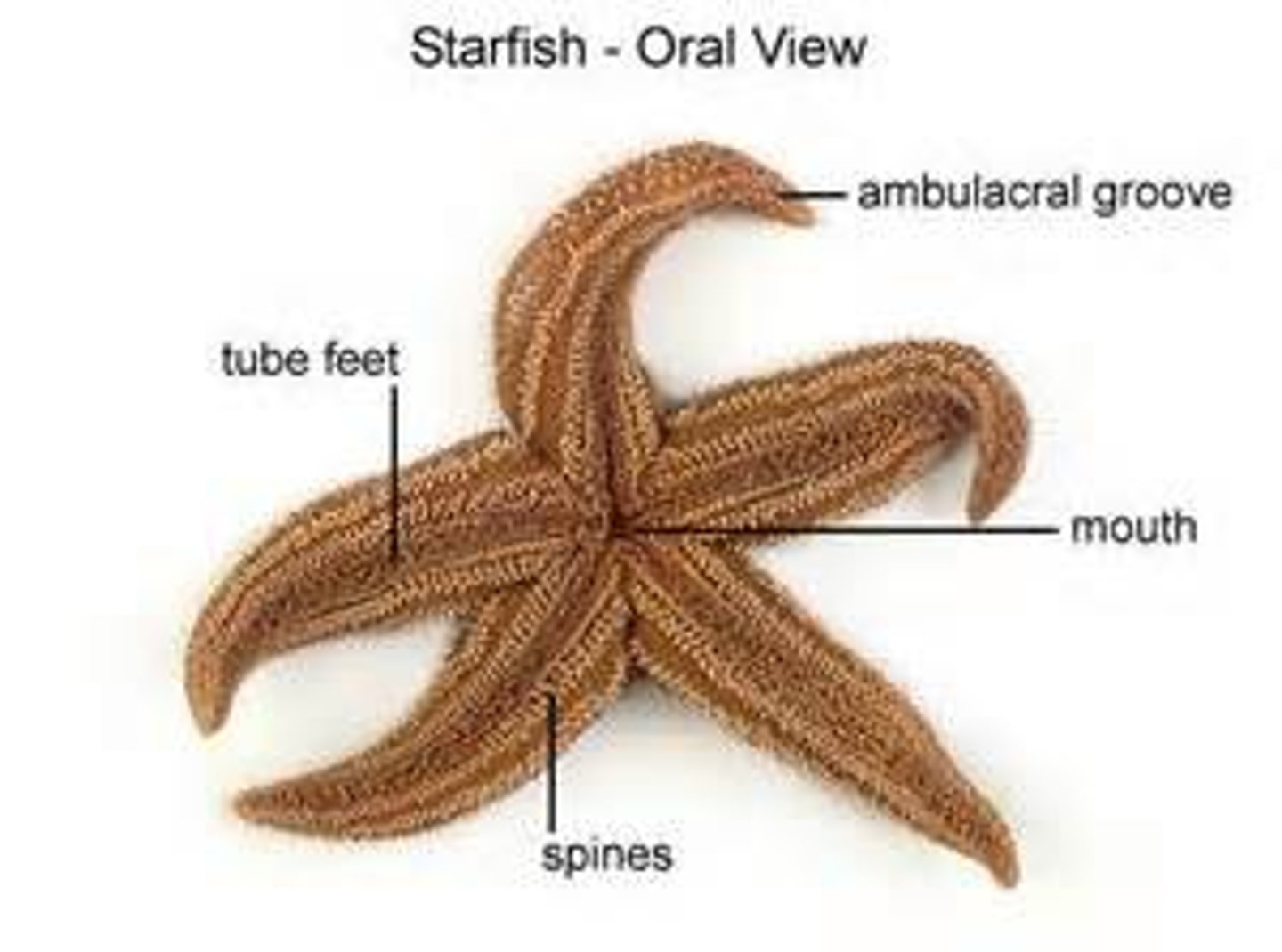 <p>lower surface of the starfish</p>