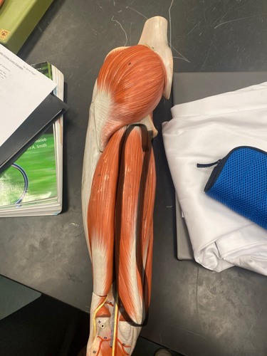 <p>Upper posterior leg, hamstrings, knee flexion and hip extension/rotation</p>