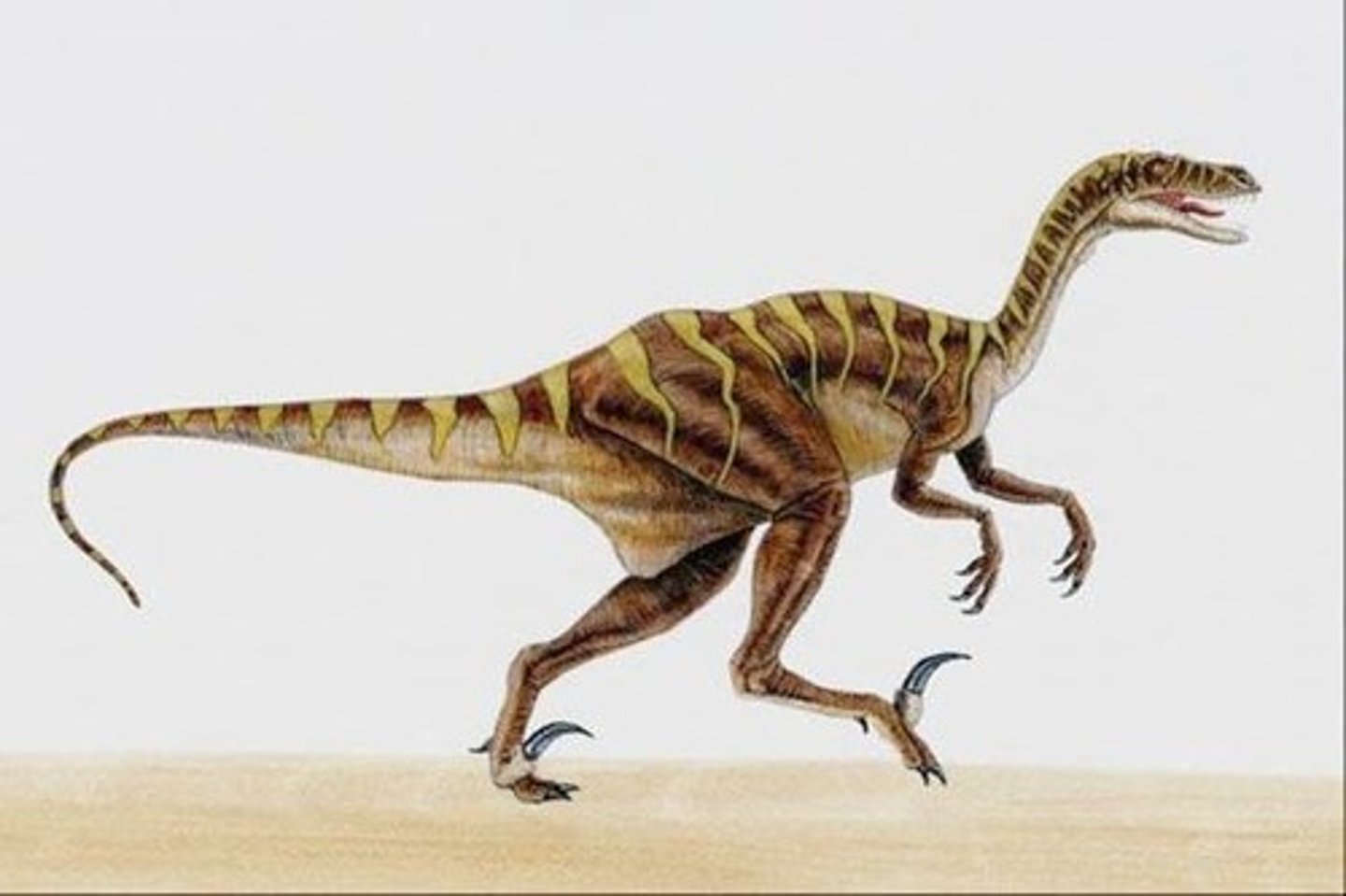 <p>A group of relatively small, bipedal, carnivorous dinosaurs</p><p>-Lizard hipped (Saurischian)</p><p>-Deinonychus</p><p>-Spinosaurus</p><p>-ceolophysis</p>