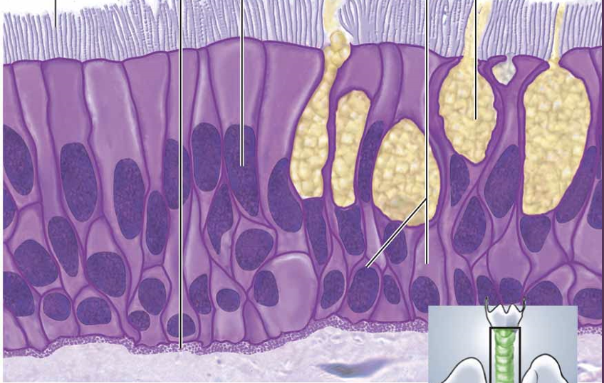 <p>pseudostratified columnar epithelium</p>