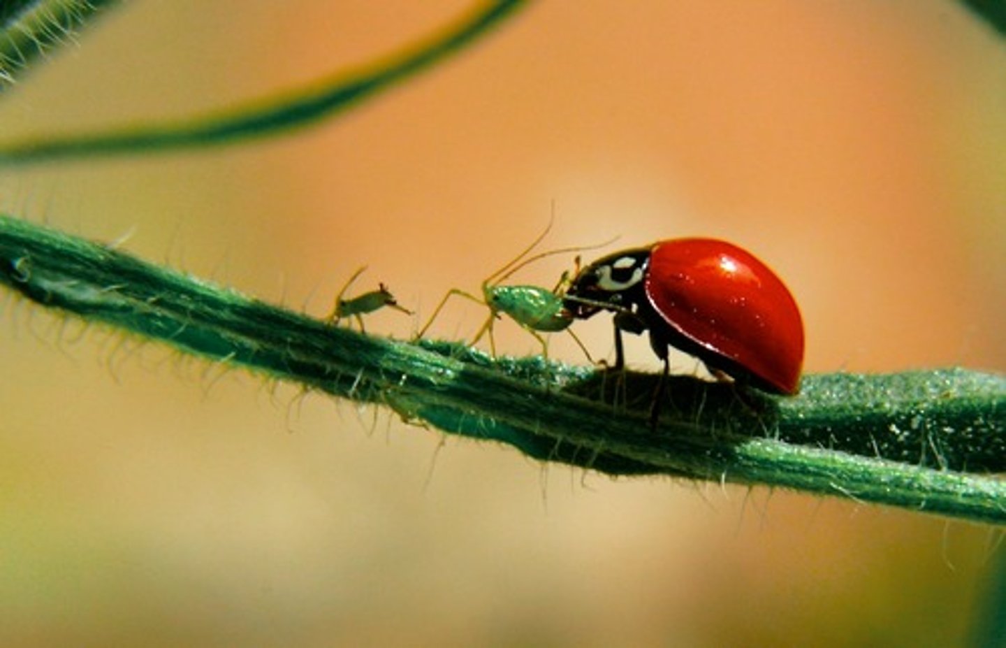 <p>Eats other animals</p>