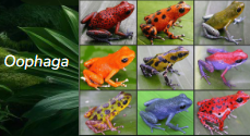 <p>Anura</p>
