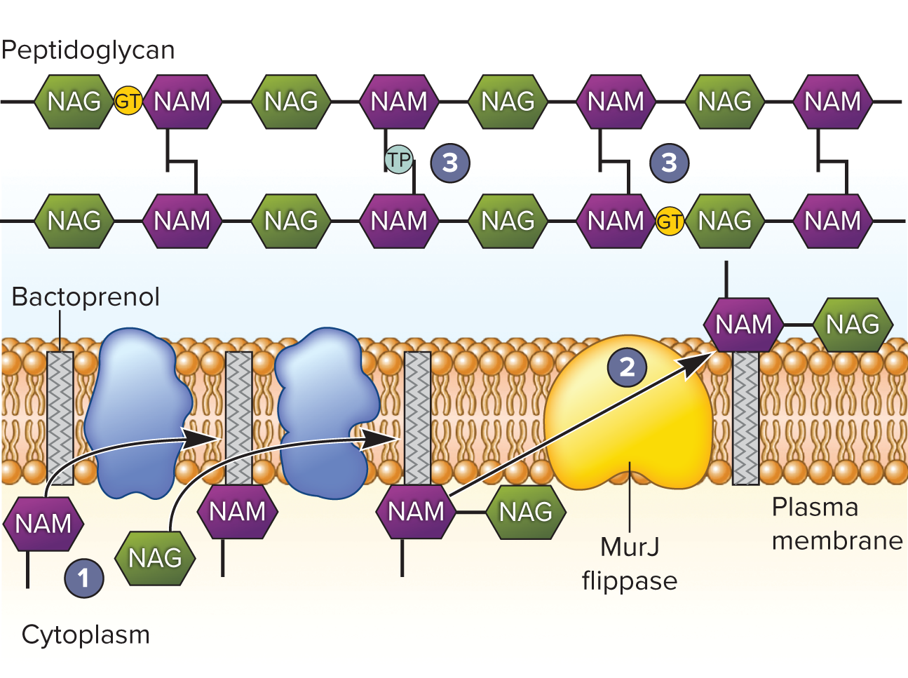 <p>1) NAG NAM made in cytoplasm and attached to lipid carrier (bactoprenol) in plasma membrane</p><p>2) Carrier sent across membrane by MurJ (flippase)</p><p>3) NAG NAM pentapeptide unit placed in PG strand by glycotransferases (Gtases)</p><p>4) Strands crosslinked by transpeptidase (Tpases)</p>