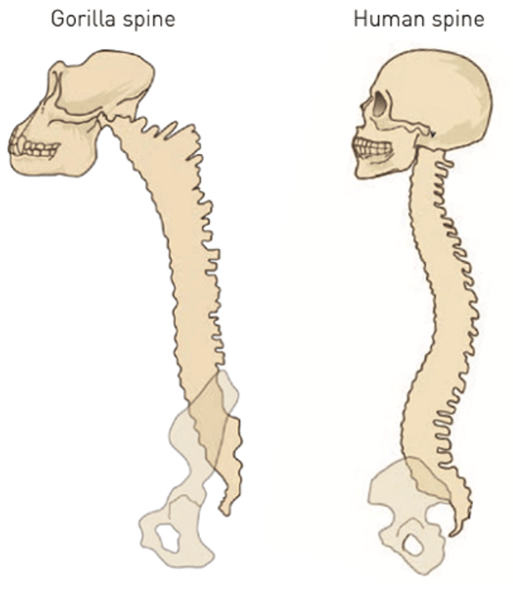 <p>Enters skull from below in fully bipedal hominins</p>