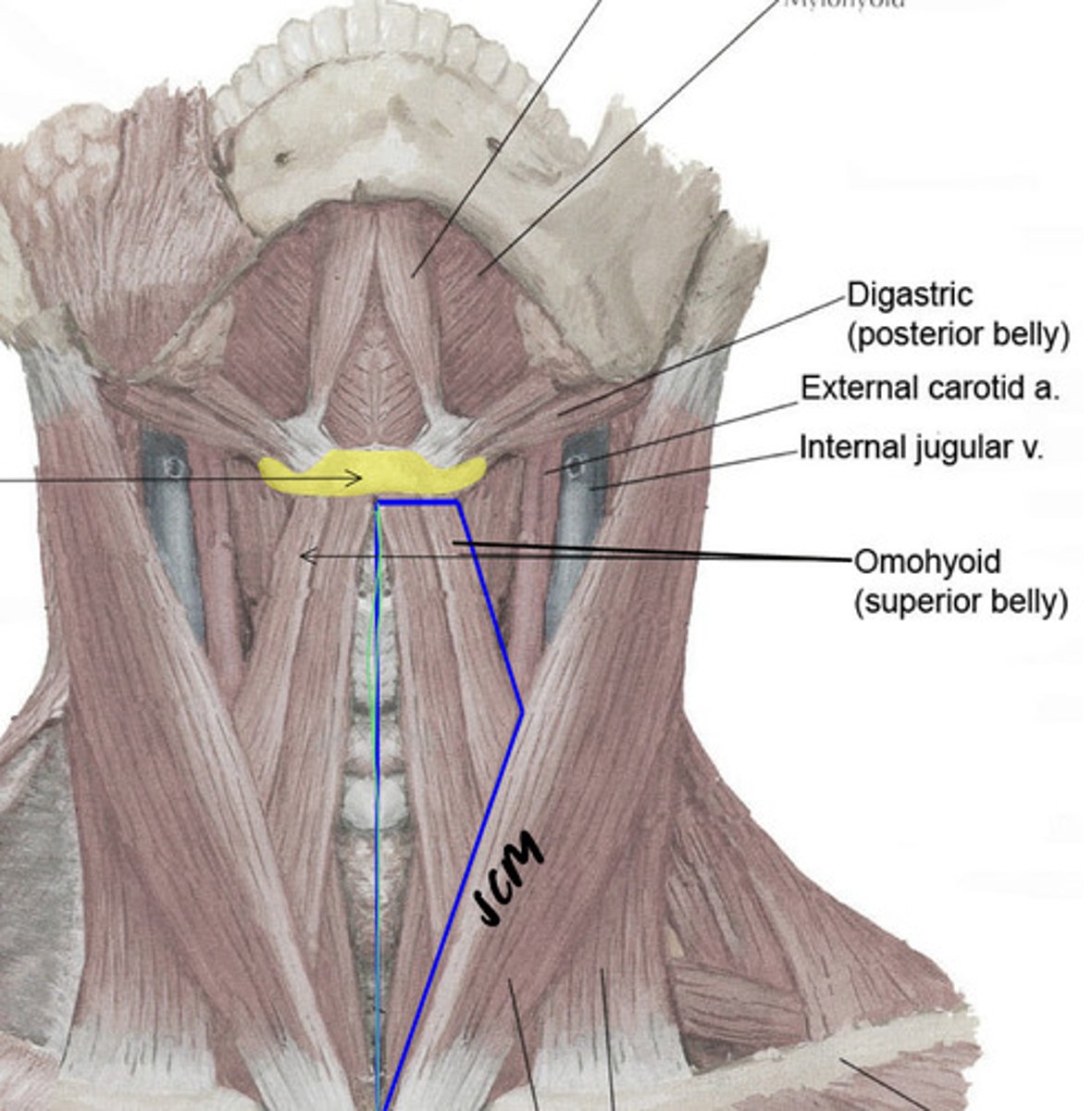 <p>- median plane of the neck</p><p>- superior belly of omohyoid</p><p>- sternocleidomastoid</p>