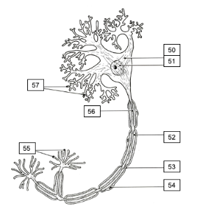 <p>Parts of the Neuron</p>