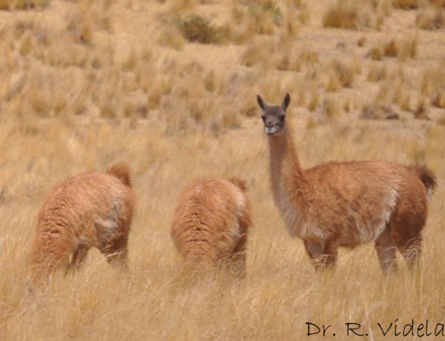 <p>What wild species camelid is this?</p>