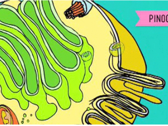 <p><span style="background-color: transparent;"><strong>“cellular drinking”</strong>; takes in liquids and dissolved substances; forms small vesicles filled with fluid.</span></p>
