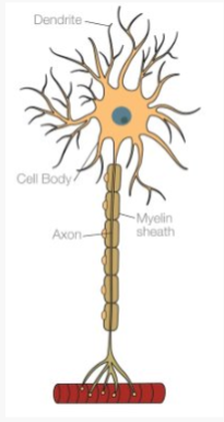 <ul><li><p>Found in the central nervous system (CNS)</p></li><li><p>When motor neurons are stimulated they release neurotransmitters that bind to the receptors on muscles to trigger a response</p></li><li><p>Sends information to effectors e.g. muscles/glands </p></li></ul>