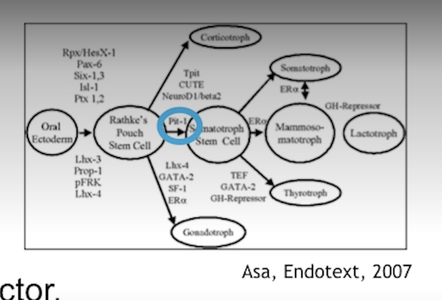 <p>A homeobox i.e. a transcription factor in the developing anterior pituitary (first 1-3 months of life) that help AP cells to become somatotrophs.</p><p>A mutation in pit-1 means no GH (or even PRL, TSH). Animals without pit-1 become dwarfs.</p>