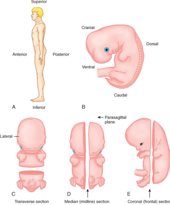 ventral and dorsal, respectively
