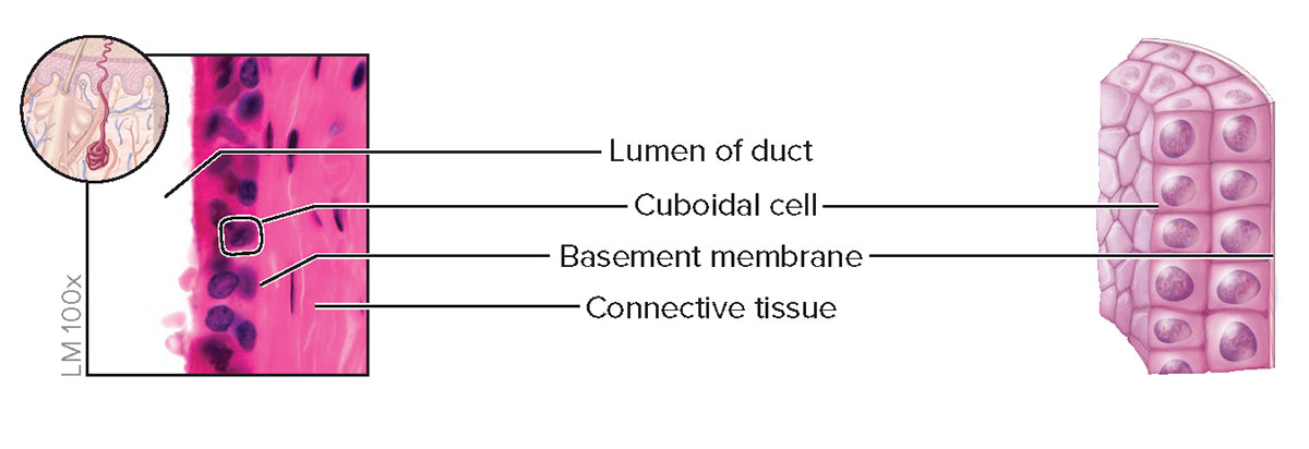 <p><strong>Structure</strong></p><p>Two or more layers of cells; cells at the apical surface are about as tall as they are wide</p><p><strong>Function</strong></p><p>Protection and secretion</p><p><strong>Location</strong></p><p>Ducts of most exocrine glands and ovarian follicles</p>