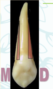 <p><mark data-color="green" style="background-color: green; color: inherit">maxillary canines #6 and #11; cingulum</mark></p>