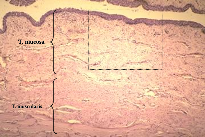 <p>Canine pelvic urethra. <br>The mucosa and a part of the muscular layer are shown in this figure.</p>