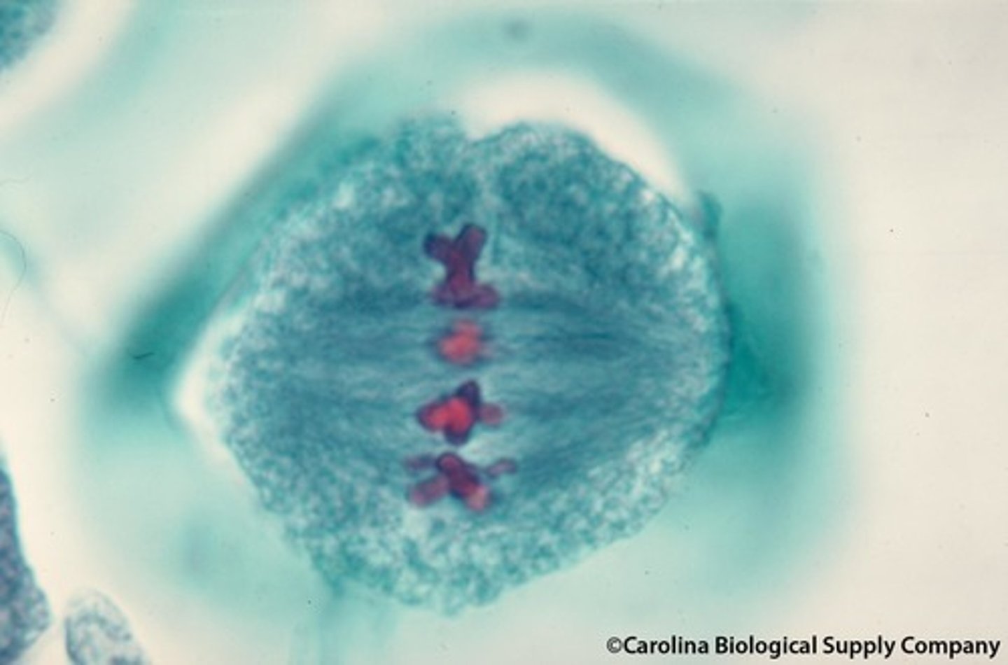 <p>Chromosomes line up in the middle of the cell.</p>