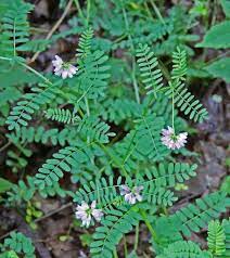 Crownvetch