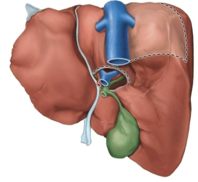 <p><span style="color: blue;"><strong>STRUCTURE</strong></span><span style="color: red;"><strong>&nbsp;</strong></span></p><ul><li><p>Muscular contractions release bile via <span style="color: purple;"><strong>cystic duct</strong></span>, which flows into <span style="color: purple;"><strong>bile duct </strong></span></p></li></ul><p><span style="color: red;"><strong>FUNCTION&nbsp;</strong></span></p><ol><li><p>Store and concentrate bile by absorbing water and ions </p></li></ol><p></p>