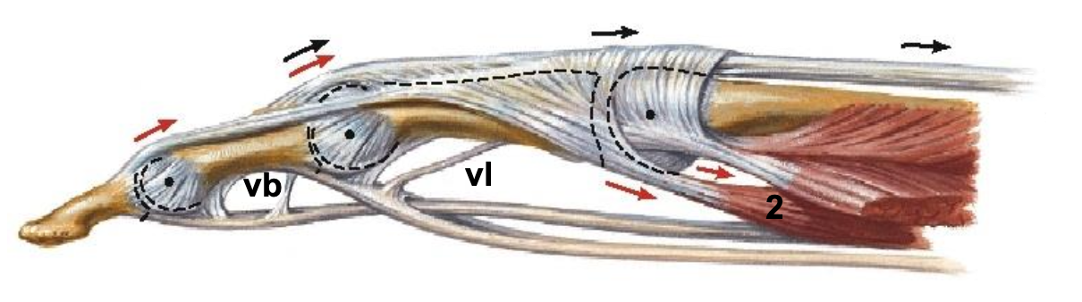 <p><span>What does "vl" indicate in the image?</span></p>