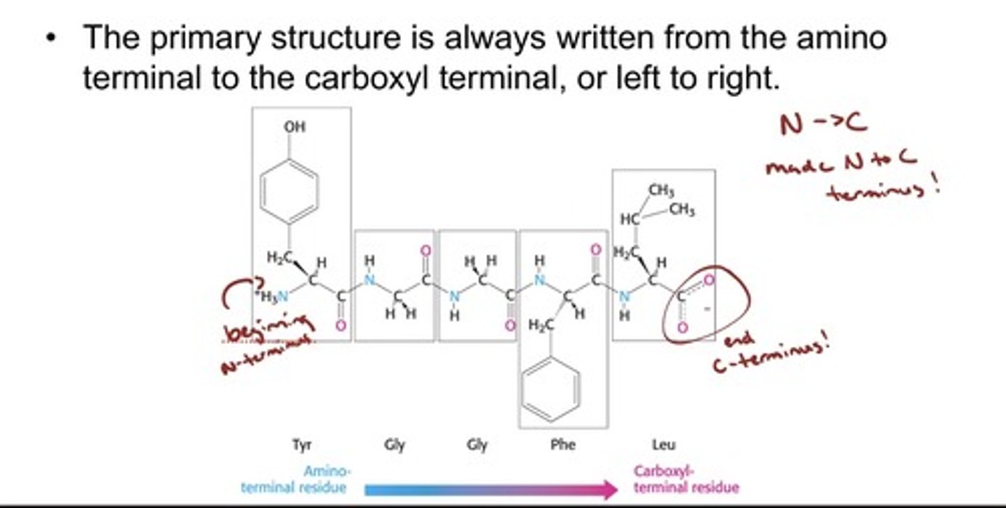 <p>- The amino terminal (N-terminus) end is taken as the beginning of the polypeptide chain, and the Carboxyl terminal (C-terminus) end is the end of the polypeptide chain</p><p>- N on the left and C on the right</p>