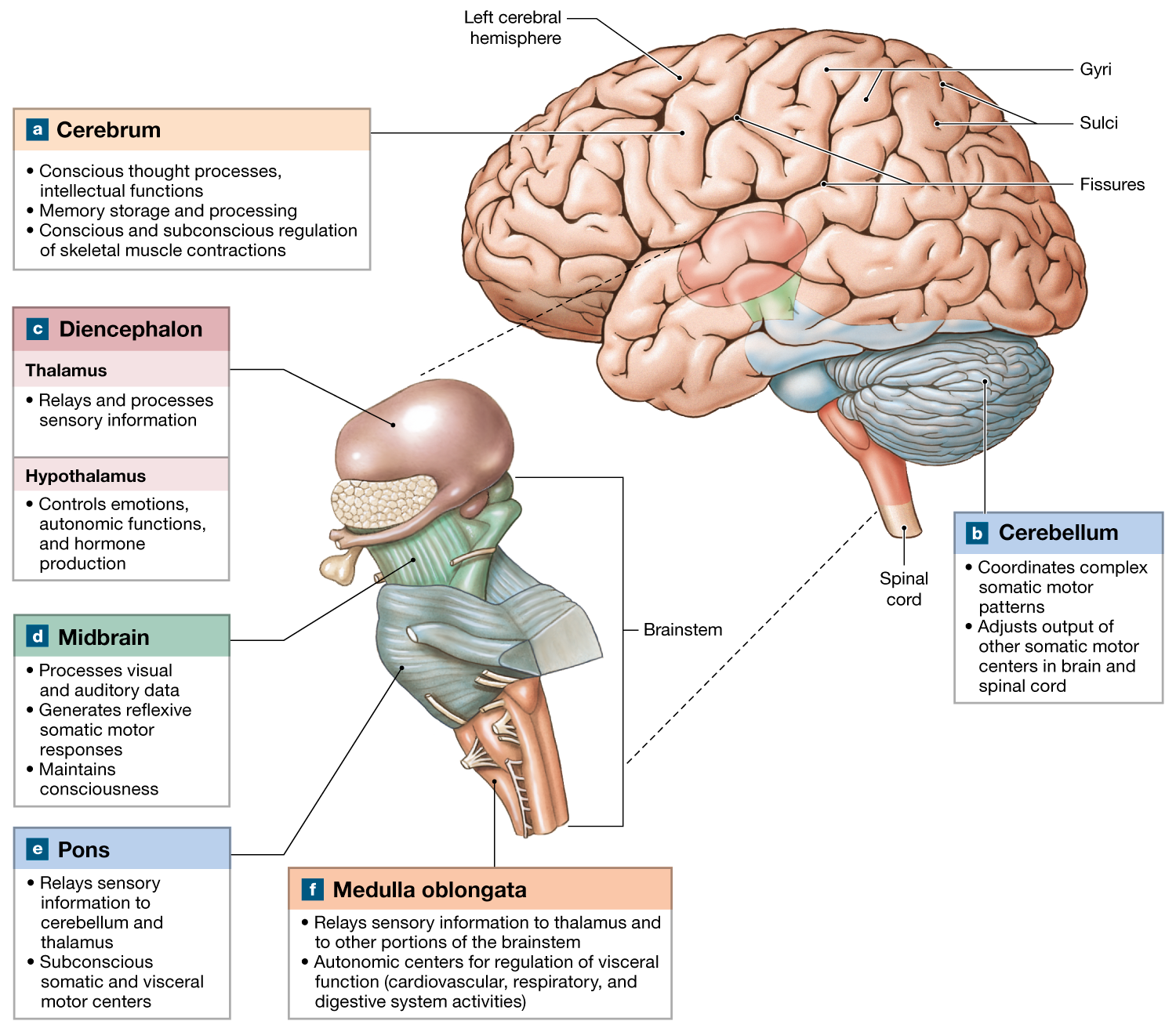 <p>inferior and superior colliculi</p>