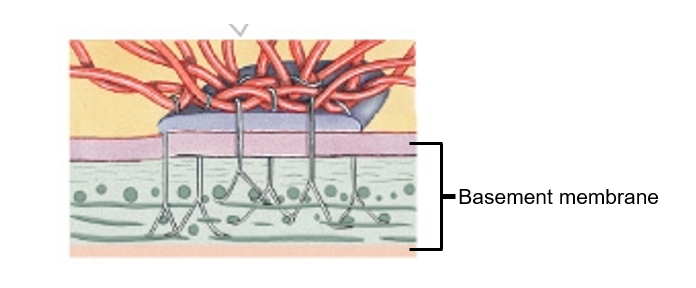 <p><span>Attach cells to the basement membrane thereby stabilising the position of the cell and anchoring the basal end of the cell to the underlying tissue</span></p>