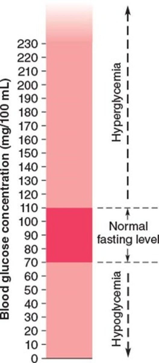 <p>Liver releases glucose to maintain blood glucose levels.</p>