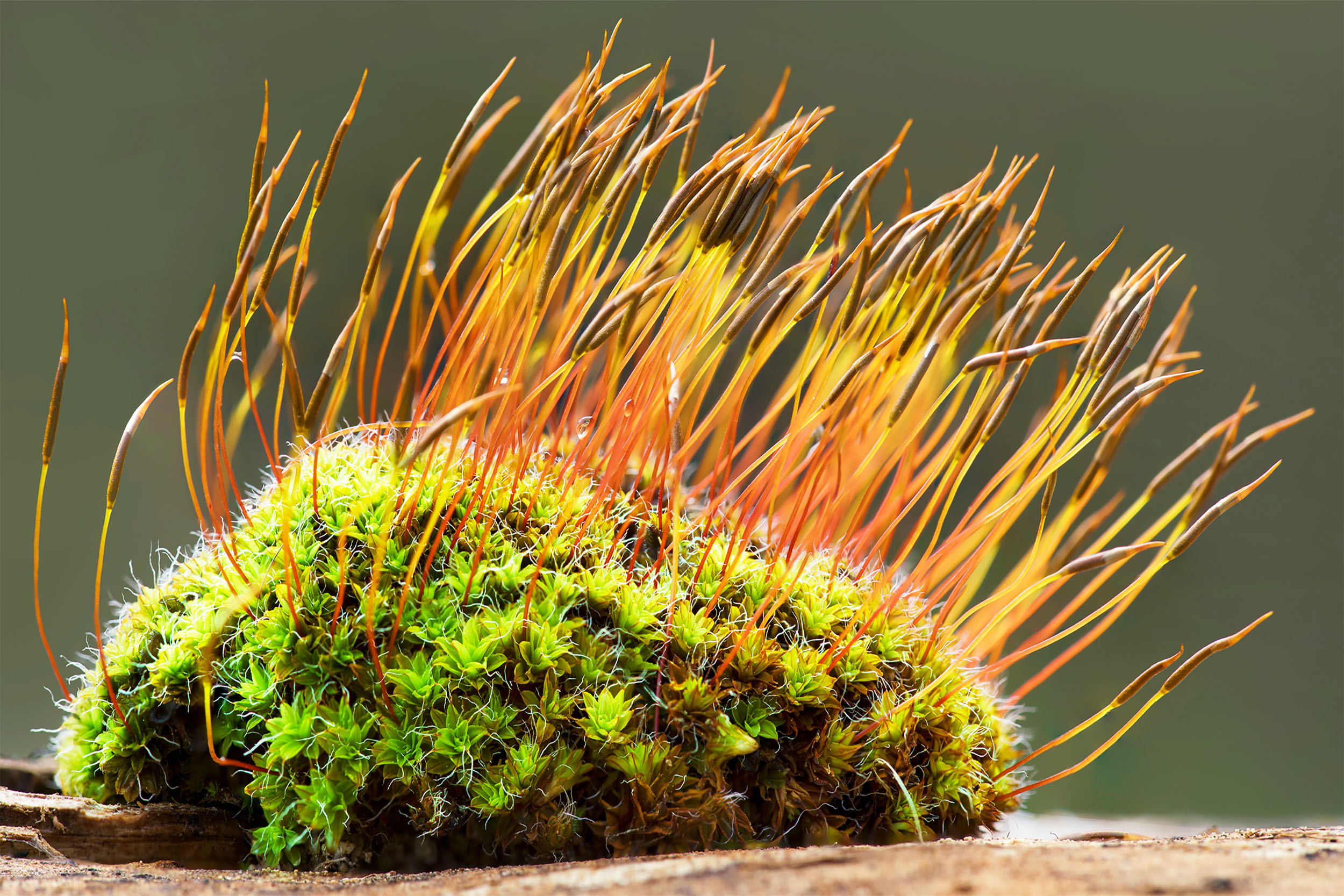 <p>What phylum is pictured? What is the structure?</p>