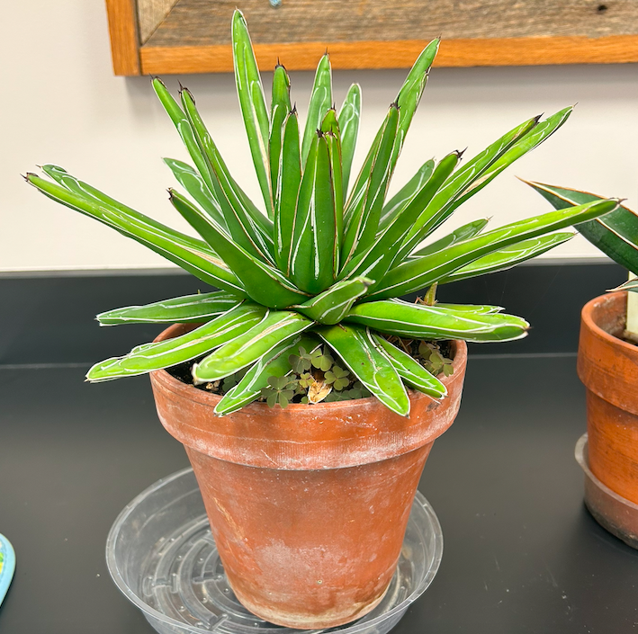 <p>Order? Family?</p>