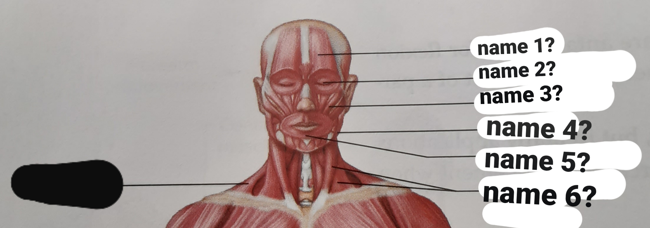 <p>orbicularis oris</p>