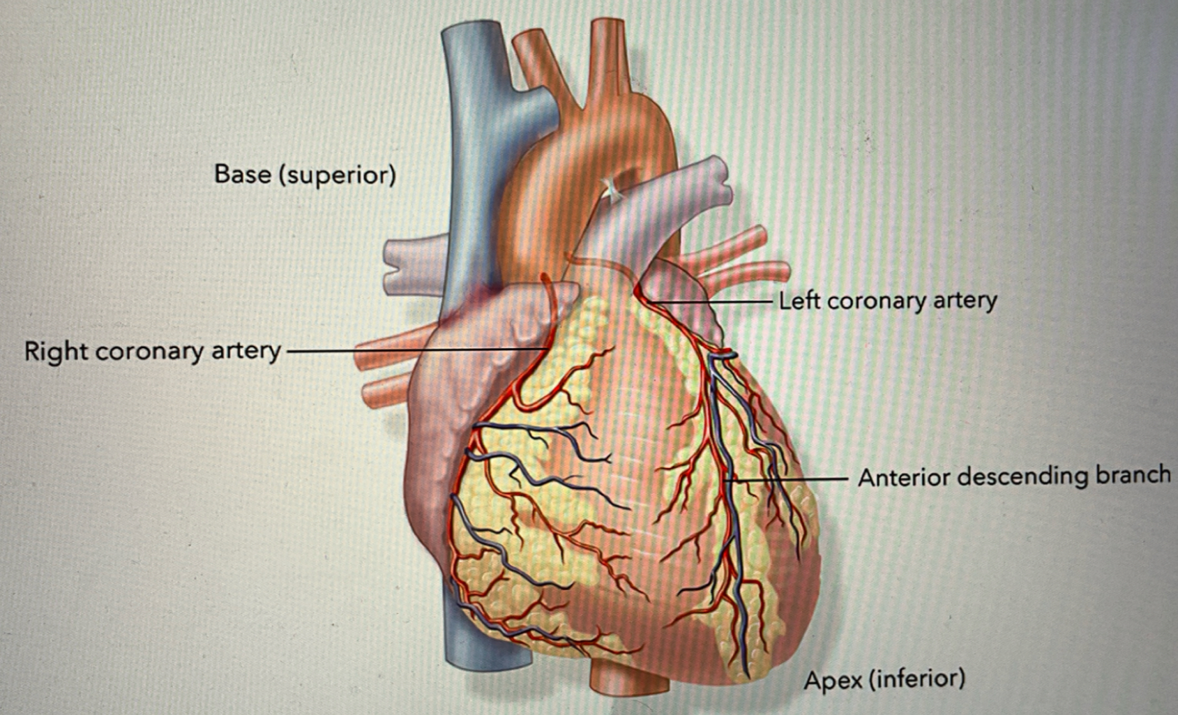 <p>specialized involuntary muscle found only in the heart</p>