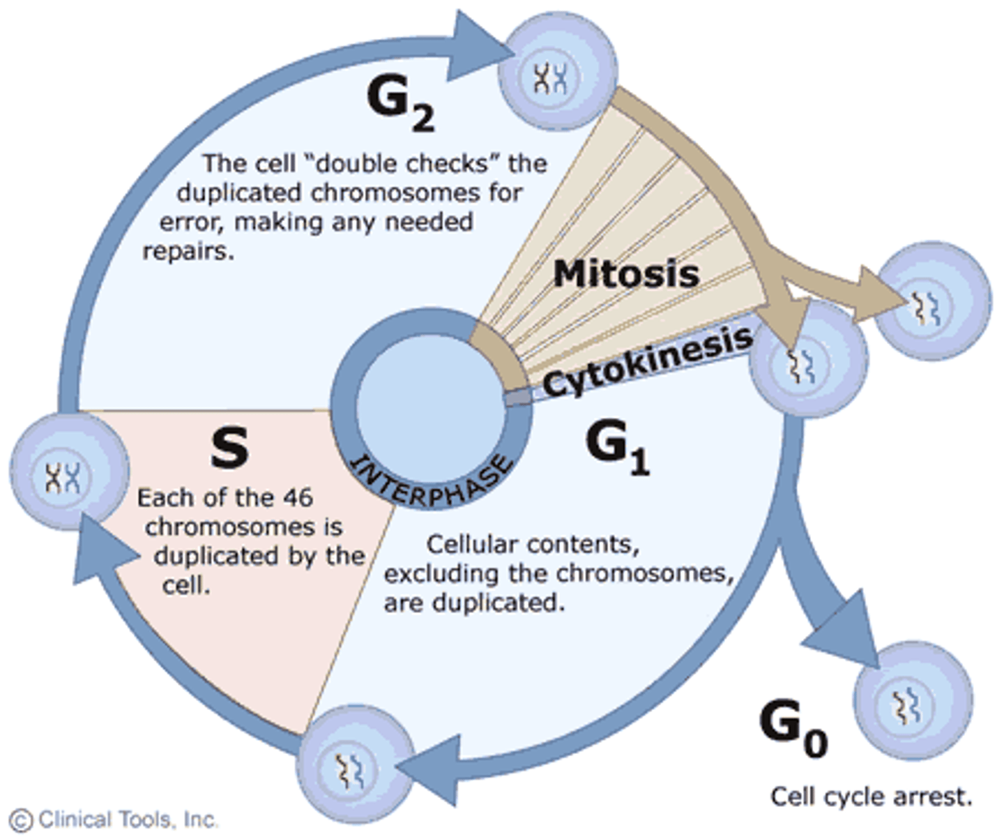 <p>series of events in which a cell grows, prepares for division, and divides to form two daughter cells</p>