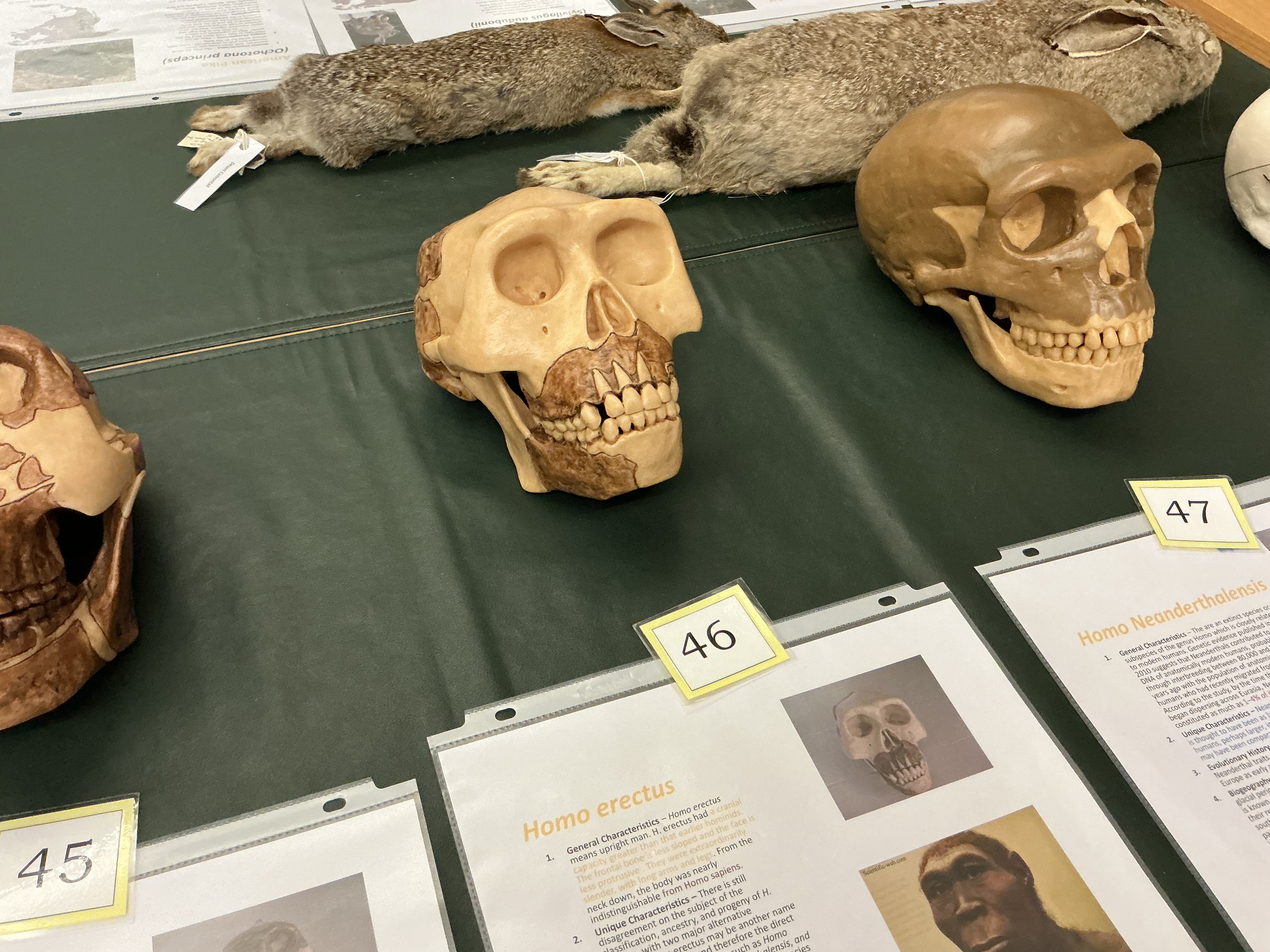 <p>When did homo erectus appear? Name meaning? Look like what? Neck down resemblance? Found where?</p>