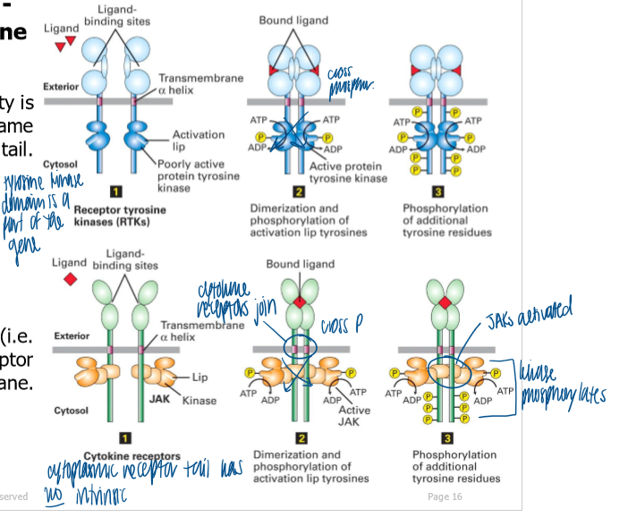 <p>RTK: kinase activity is intrinsic to the receptor on its cytoplasmic tail (encoded as part of the same gene) </p><ul><li><p>same mech of activation of a lip domain in the kinase by low-level kinase activity following receptor dimerization </p></li></ul><p>cytokine receptor: kinase (JAK) is extrinsic with the receptor on the cytosolic side of the PM (associates non-covalently) </p>