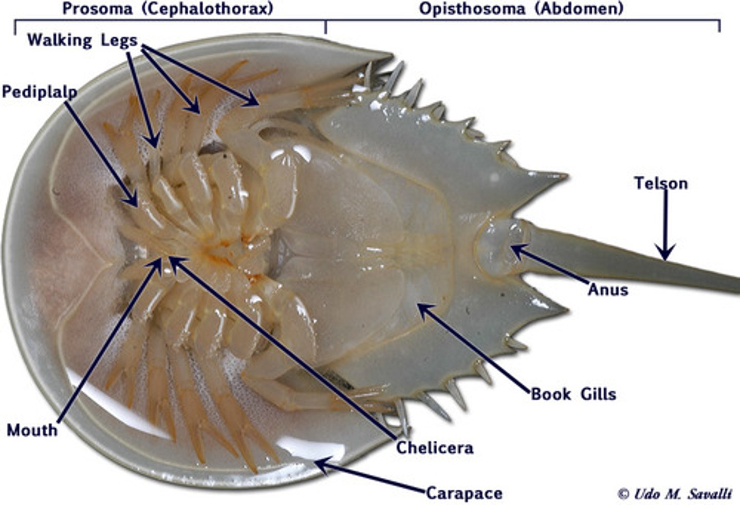 <p>Arthropoda, chelicerate</p>