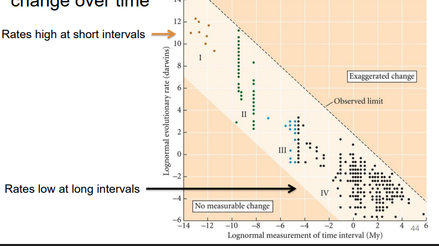 <p>yes, </p><p>evolution rates high at short intervals </p><p>evolution rates low at long intervals </p>