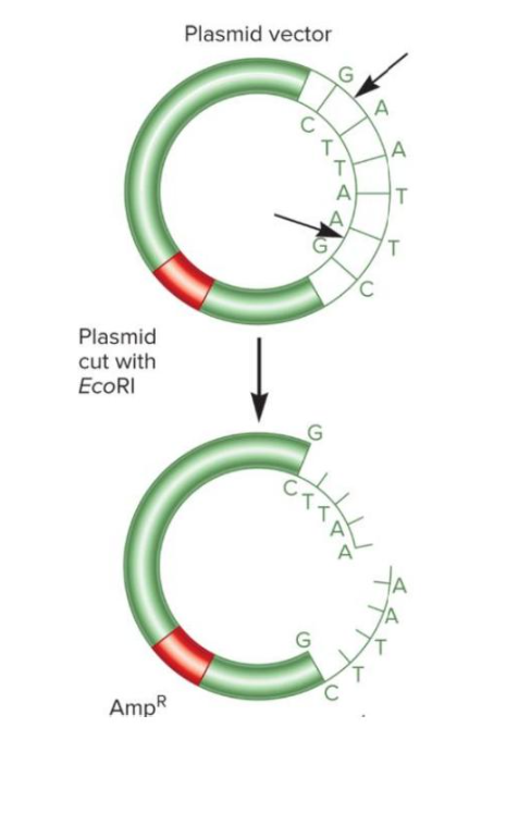 <p>extrachromosomal DNA; usually small, closed circular DNA molecules; genetic info passed through horizontal gene transfer; this is outside of larger chromosomal material</p>