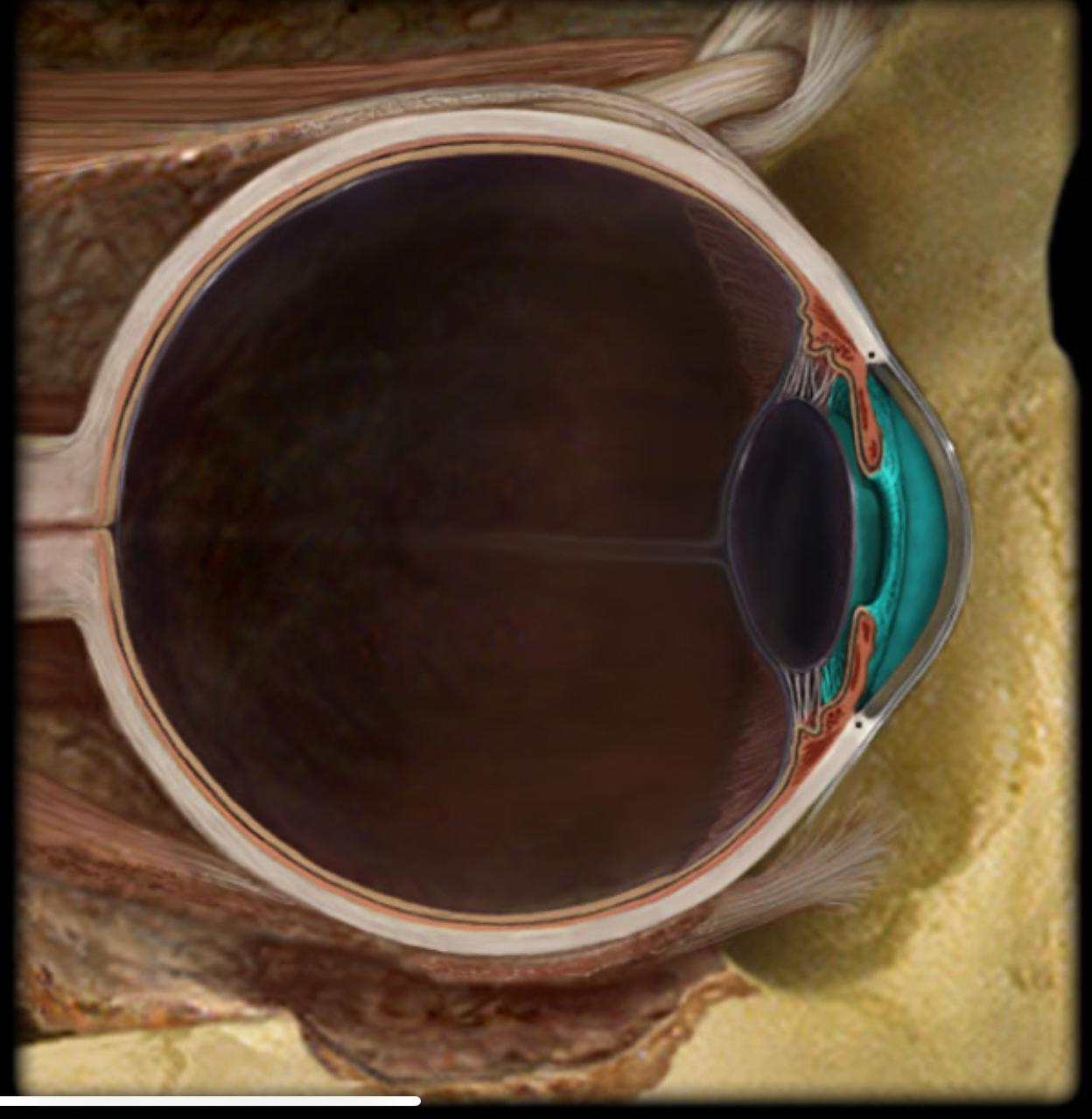 <h4 collapsed="false" seolevelmigrated="true"><strong>Location:</strong></h4><ul><li><p>Eye</p></li><li><p>Between cornea and lens</p></li></ul><h4 collapsed="false" seolevelmigrated="true"><strong>Description:</strong></h4><ul><li><p>Cavity in eye</p></li><li><p>Divided by iris into anterior and posterior chambers</p></li><li><p>Filled with aqueous humor</p></li></ul><h4 collapsed="false" seolevelmigrated="true"><strong>Comment:</strong></h4><ul><li><p>Aqueous humor produced in posterior chamber; passes through pupil; enters anterior chamber; reabsorbed into venous system through scleral venous sinus (canal of Schlemm)</p></li></ul>