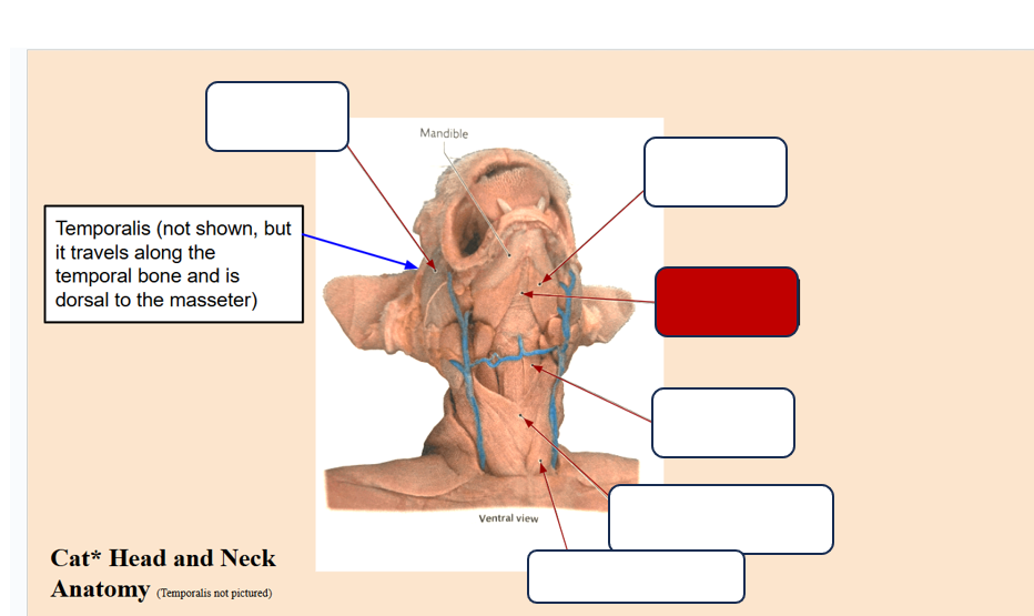 <p>Label the muscle</p>