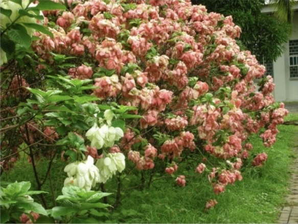 <p>Mussaenda</p>